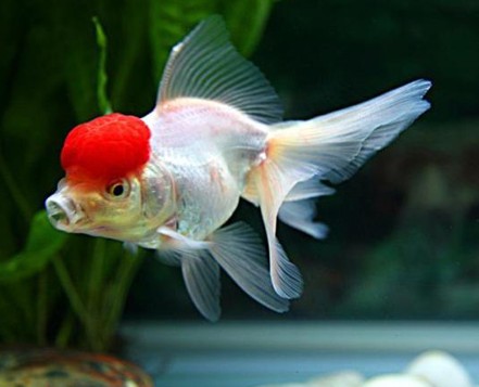 办公室养鱼风水禁忌