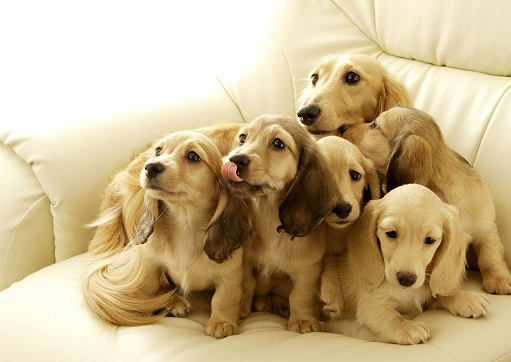 养狗对家庭风水